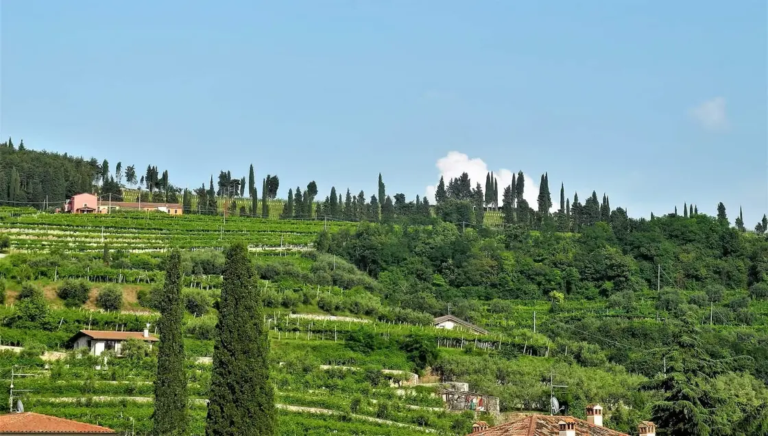 collines avec des vignobles en Valpolicella