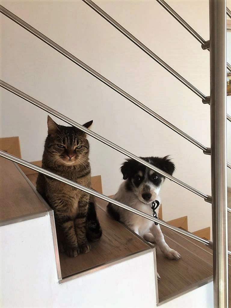 Gli animali del B&amp;B Valpolicella