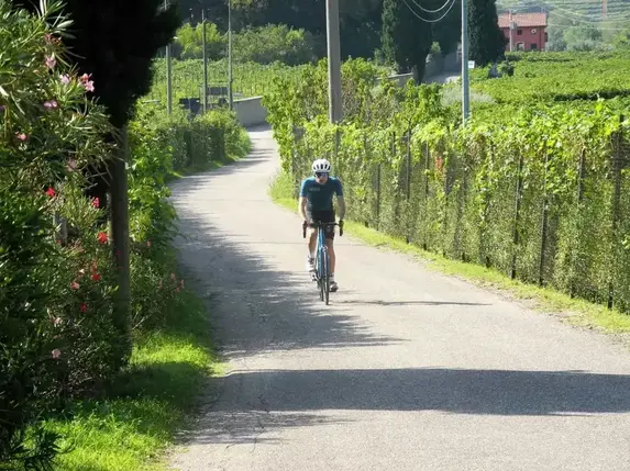 Radfahrer auf einem Radweg zwischen den Weinbergen